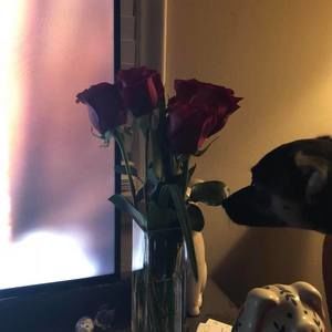 Meet your Posher, Anne